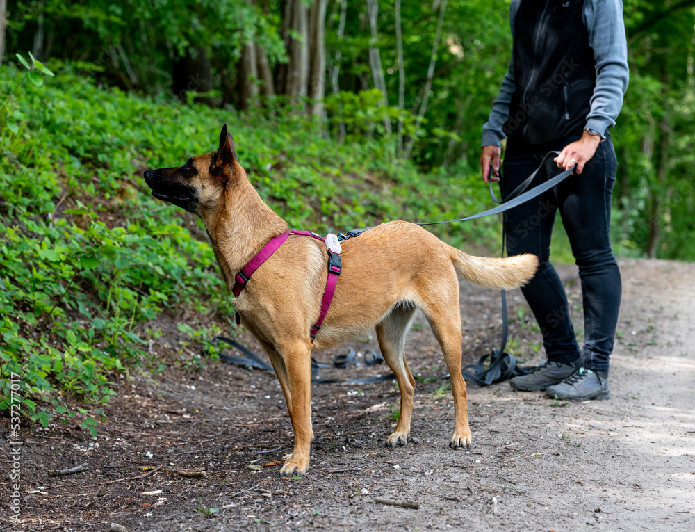 Hund schnüffelt am Boden beim Mantrailing