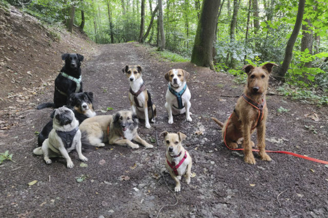 Hundegruppe in Wald