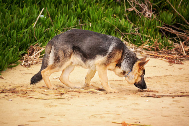 Schäferhund beim Kurs Mantrailing