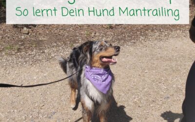 Mantrailing lernen – So läuft der Workshop für Einsteiger ab