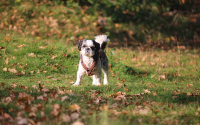 Herbst-Tipps