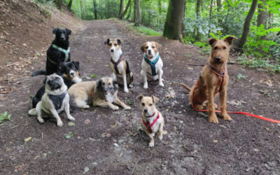6 wichtige Dinge, die Dein Hund im Gassi-Service lernt