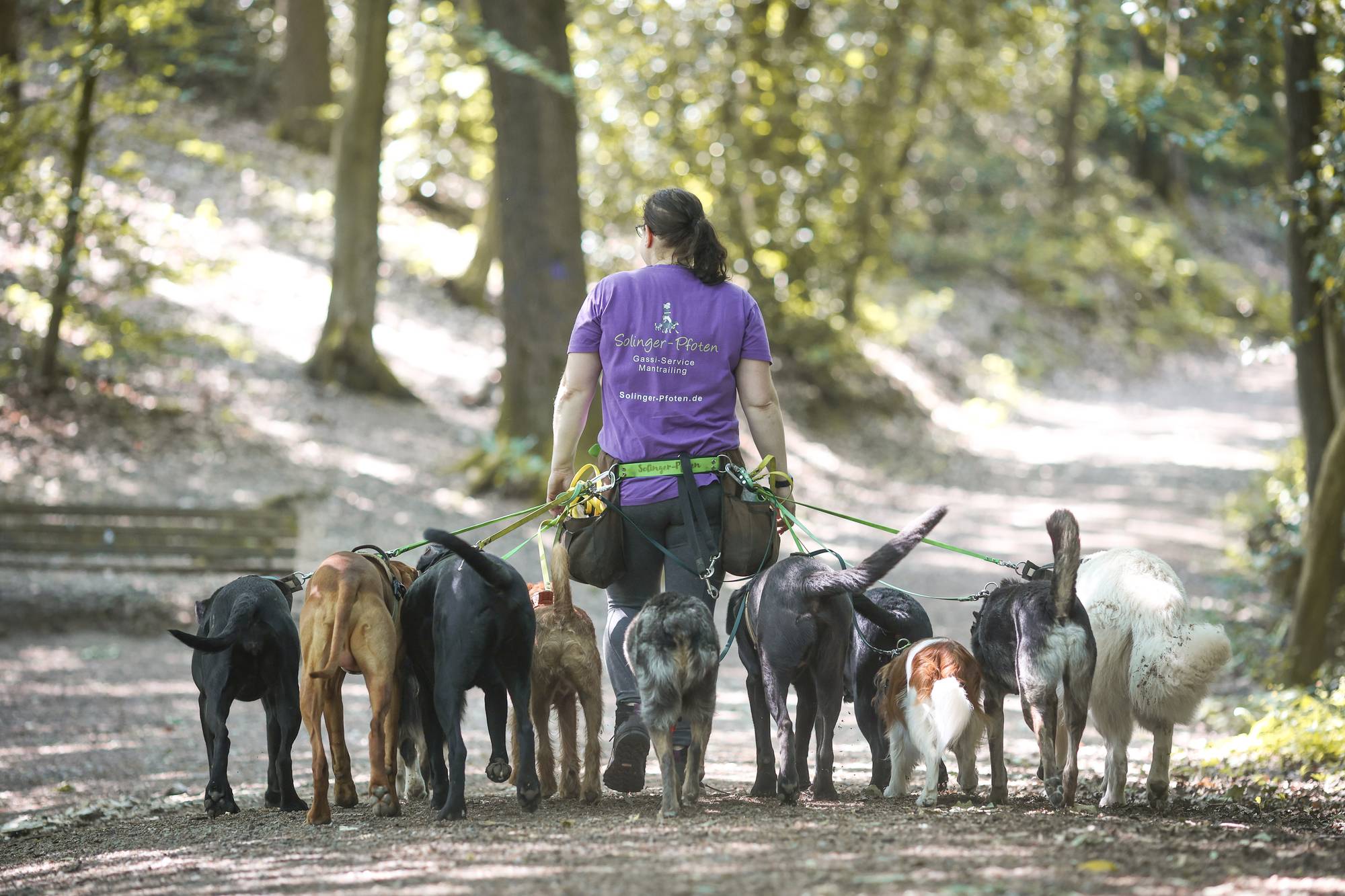 Hundegruppe wartet auf Wiese