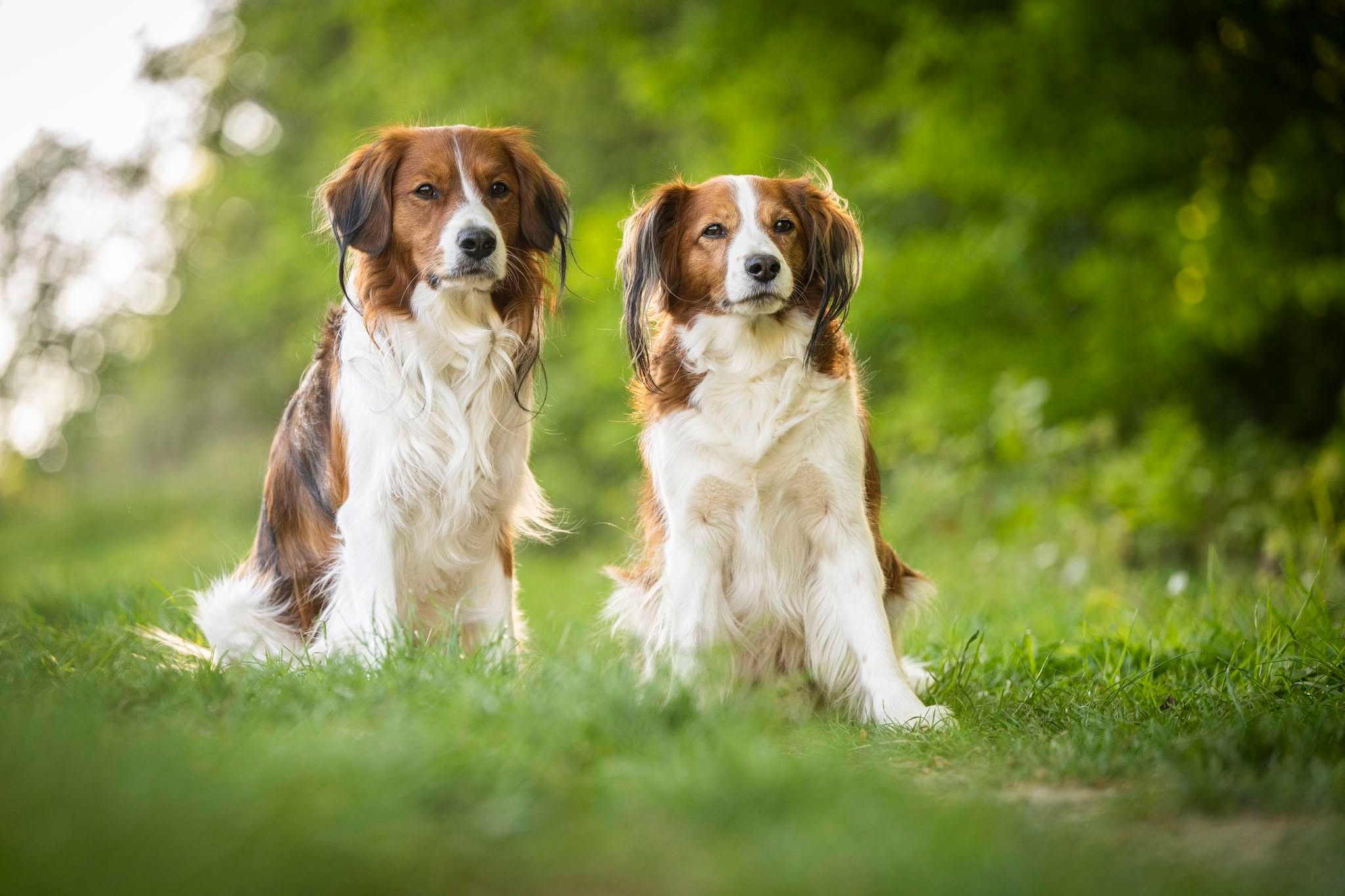 Presse solingen hundetraining