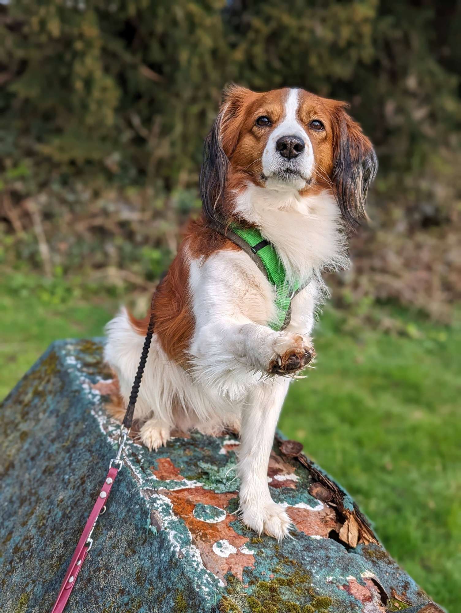hundetraining Solingen