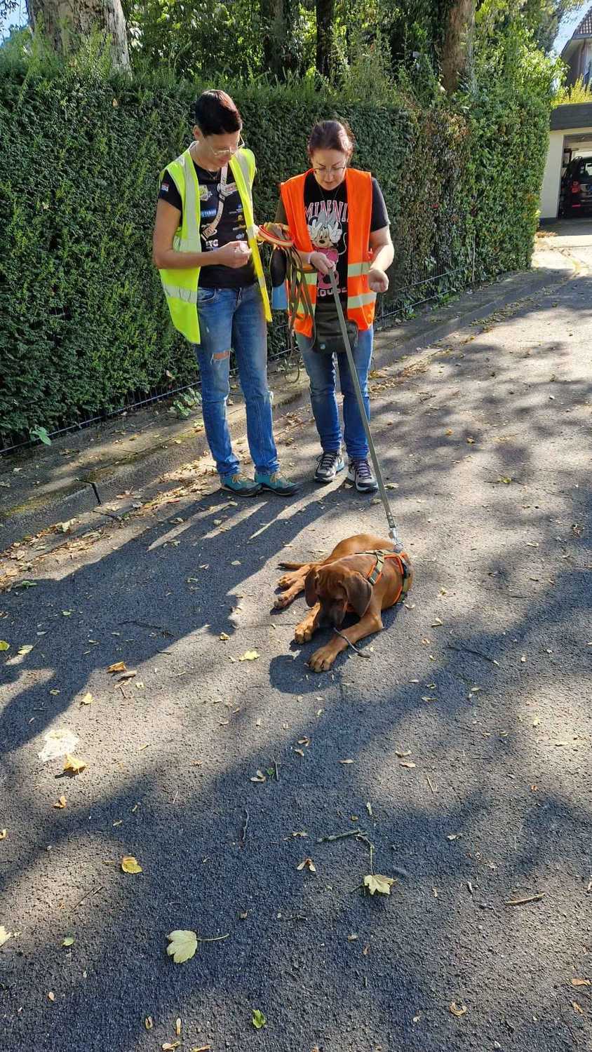 Hund auf Brücke