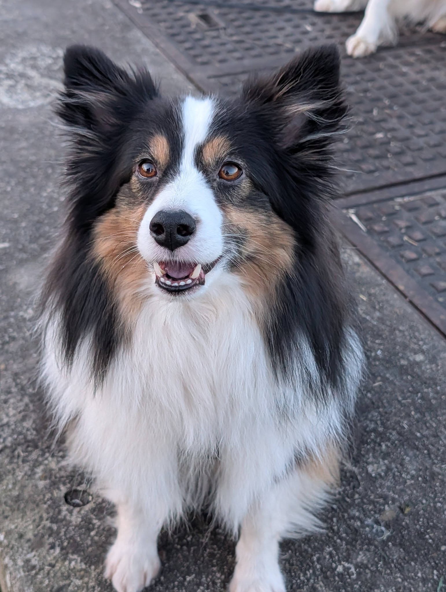 Hund auf Brücke