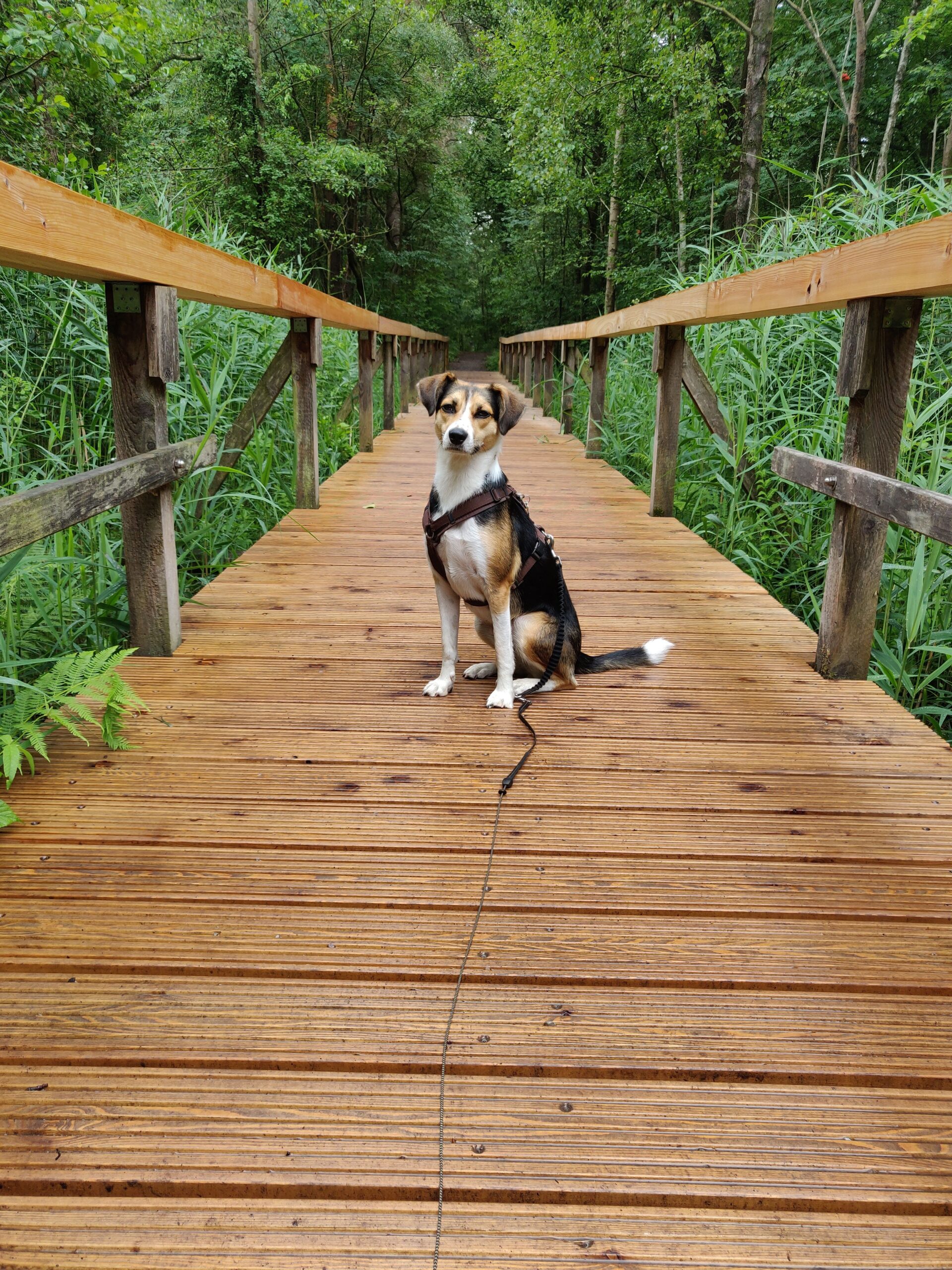 Hund auf Brücke