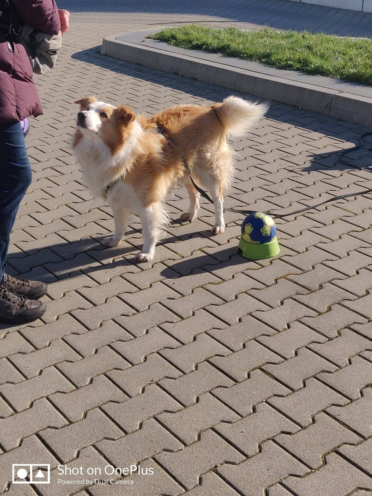 Hund auf Brücke